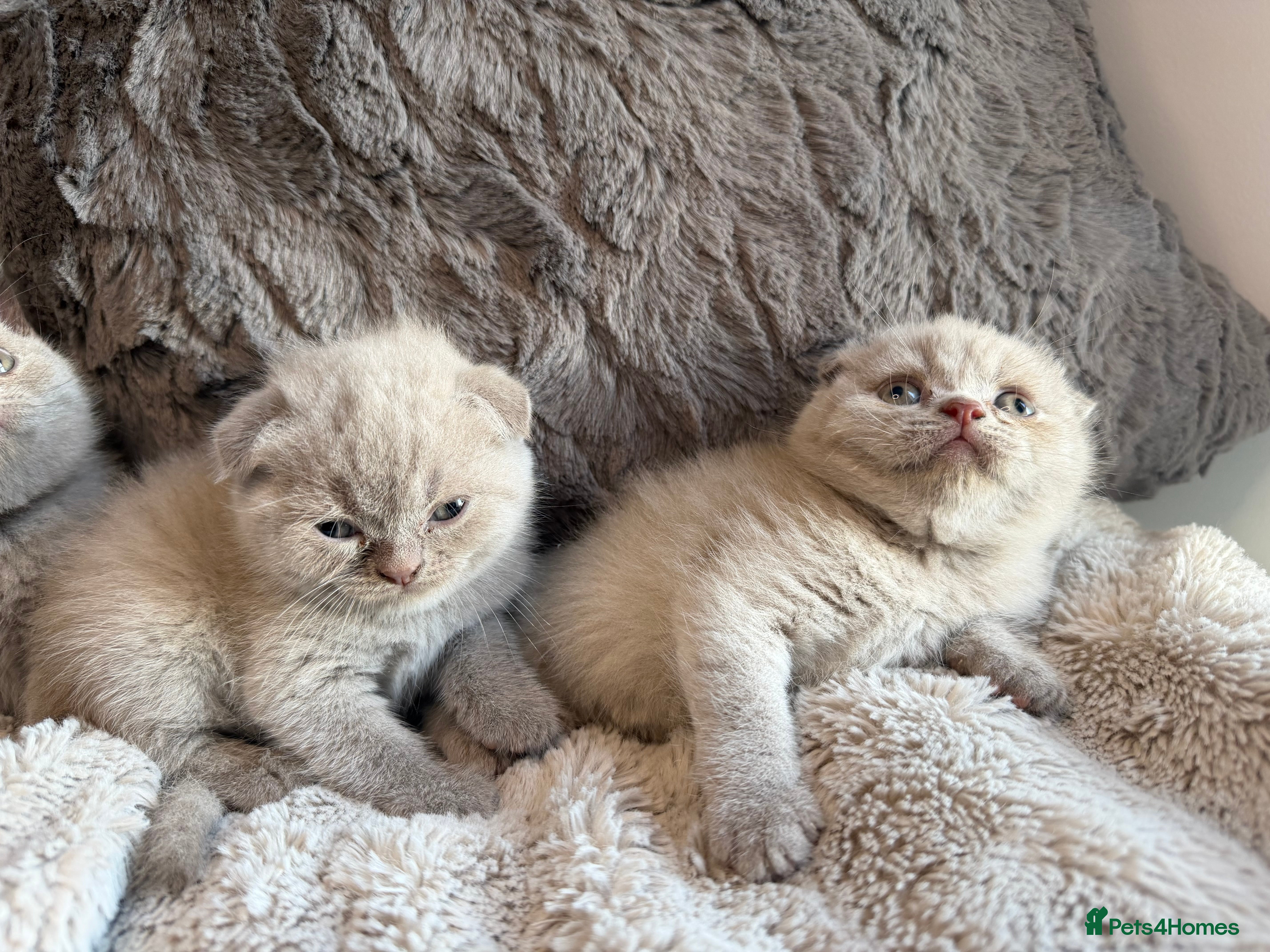 British Shorthair cats 🐾 Stunning British Shorthair Kittens  - Advert 2