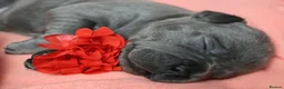Staffordshire Bull Terrier dogs for sale: 💚💚💚BLUE STAFFIES 💚💚💚 - Advert 5