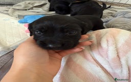 Cocker Spaniel dogs for sale: Cocker spaniel puppies for sale  - Image 14