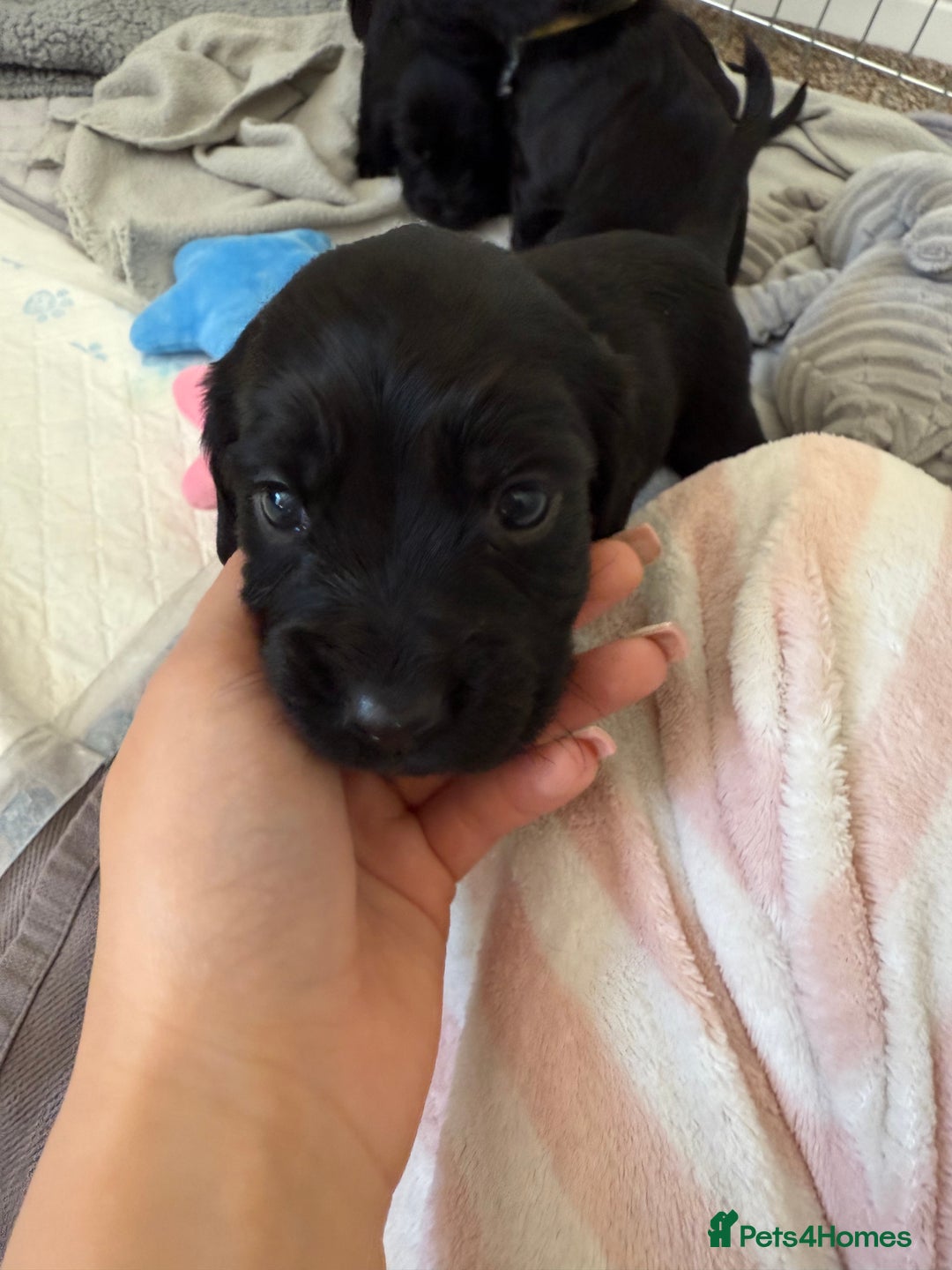 Cocker Spaniel dogs for sale: Cocker spaniel puppies for sale  - Image 14