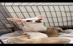 Chihuahua dogs for sale: Tiny chihuahua girl smooth coat - Image 3