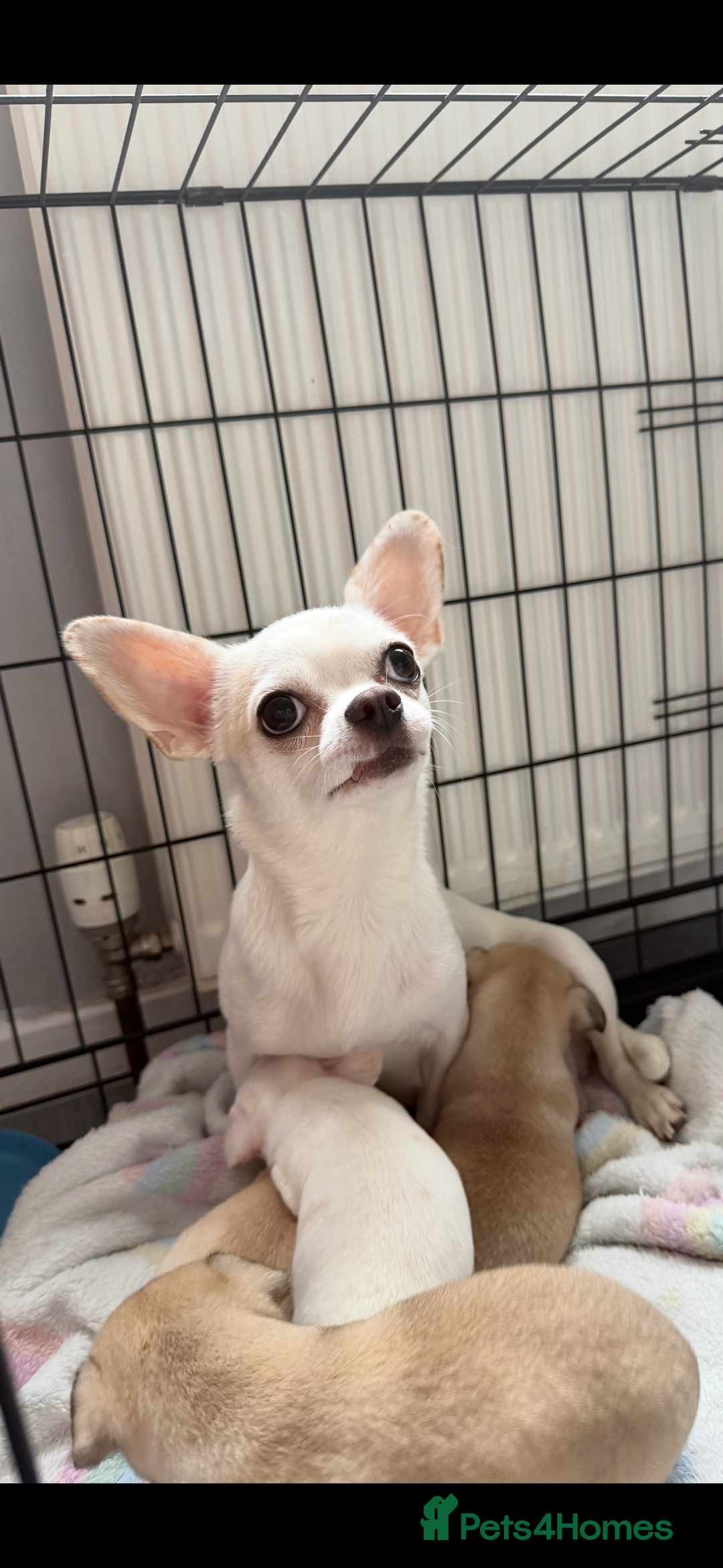 Chihuahua dogs for sale: Tiny chihuahua girl smooth coat - Image 3