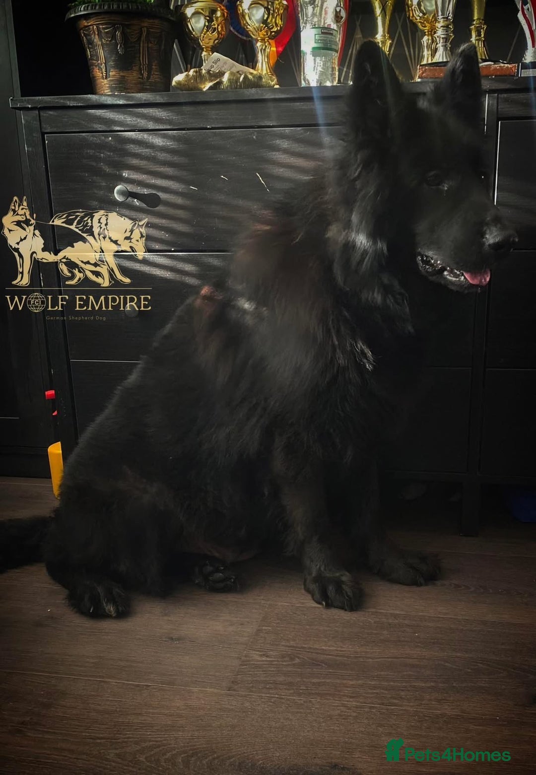 German Shepherd dogs for sale: ⭐️BEAUTIFUL GSD PUPPIES⭐️ - Advert 2