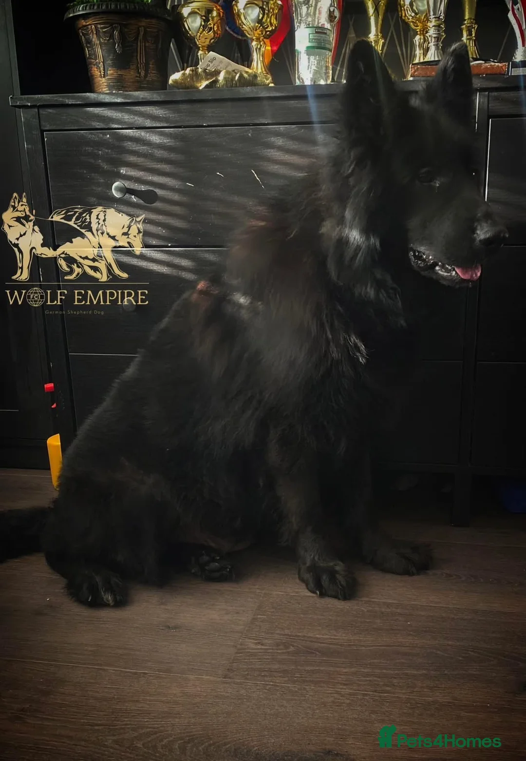German Shepherd dogs for sale: ⭐️BEAUTIFUL solid black Girl available ⭐️ - Advert 3