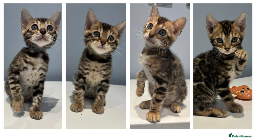 Bengal cats for sale: READY NOW beautiful Bengal Girl kittens TICA reg - Advert 27