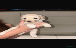 Miniature Poodle dogs for sale: Miniature Merle poodle puppies 🌈🐶❤️ - Advert 12