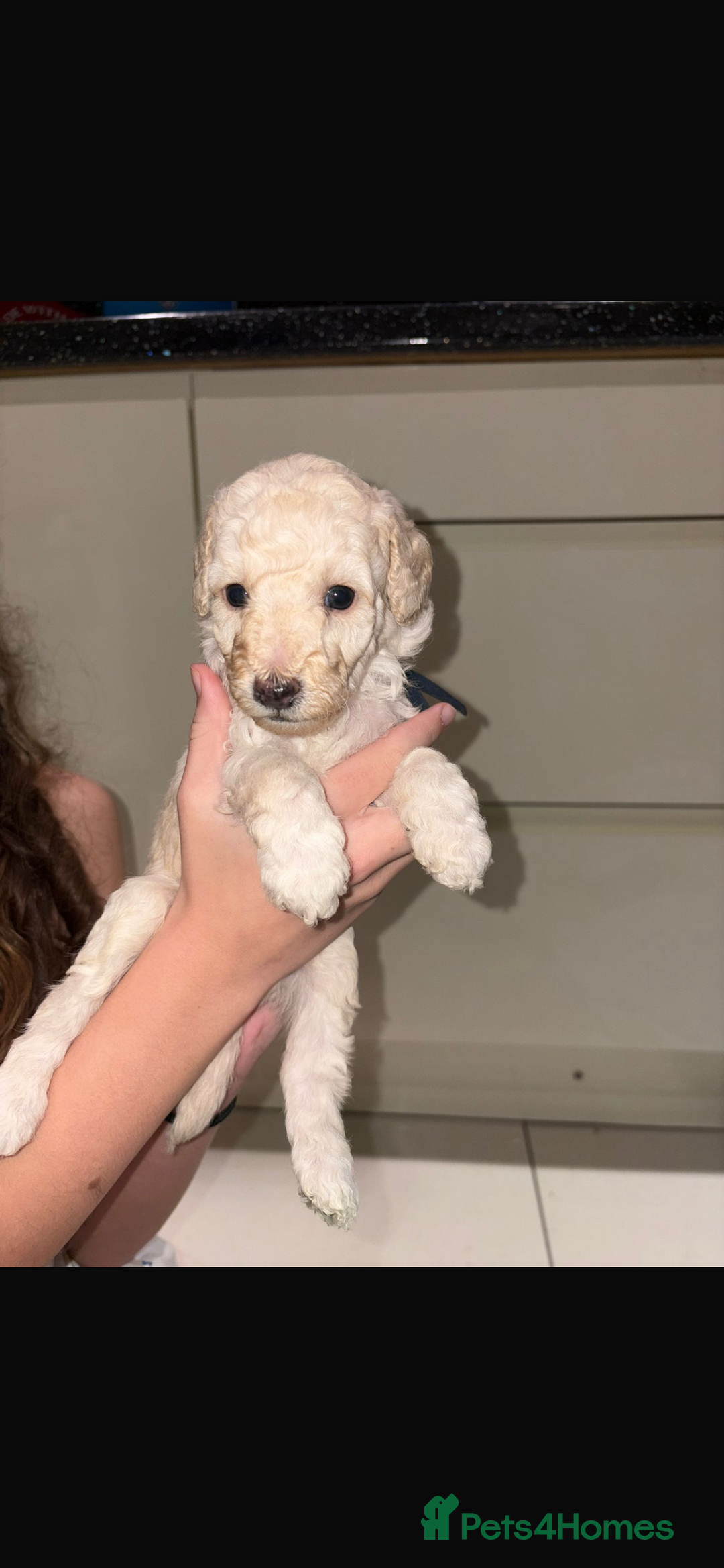 Miniature Poodle dogs for sale: Miniature Merle poodle puppies 🌈🐶❤️ - Advert 12