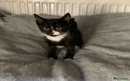 Mixed Breed cats for sale: Semi long hair and ginger kittens - Image 11