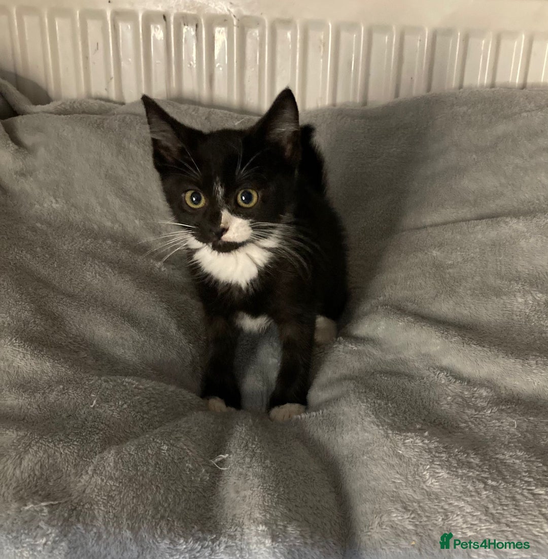 Mixed Breed cats for sale: Semi long hair and ginger kittens - Image 11