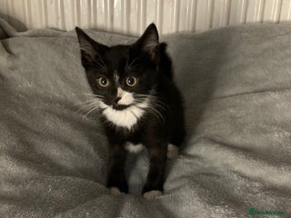 Mixed Breed cats - Advert 5