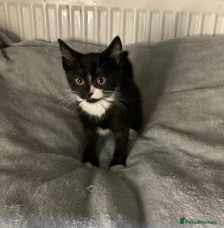 Mixed Breed cats - Advert 2