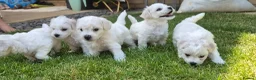 Bichon Frise dogs for sale: Bichon Frise 2 boys 3 girls - Advert 28