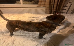 Mixed Breed dogs for sale: Stuffy - Image 9