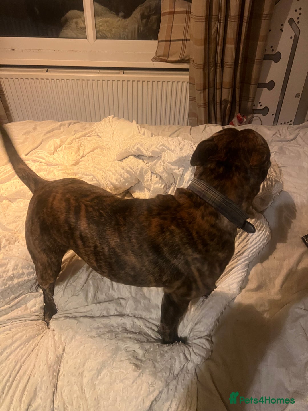 Mixed Breed dogs for sale: Stuffy - Image 9