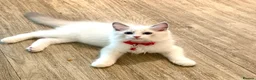 Ragdoll cats for sale: Adorable Playful and Cuddly Pedigree Ragdolls! - Advert 16