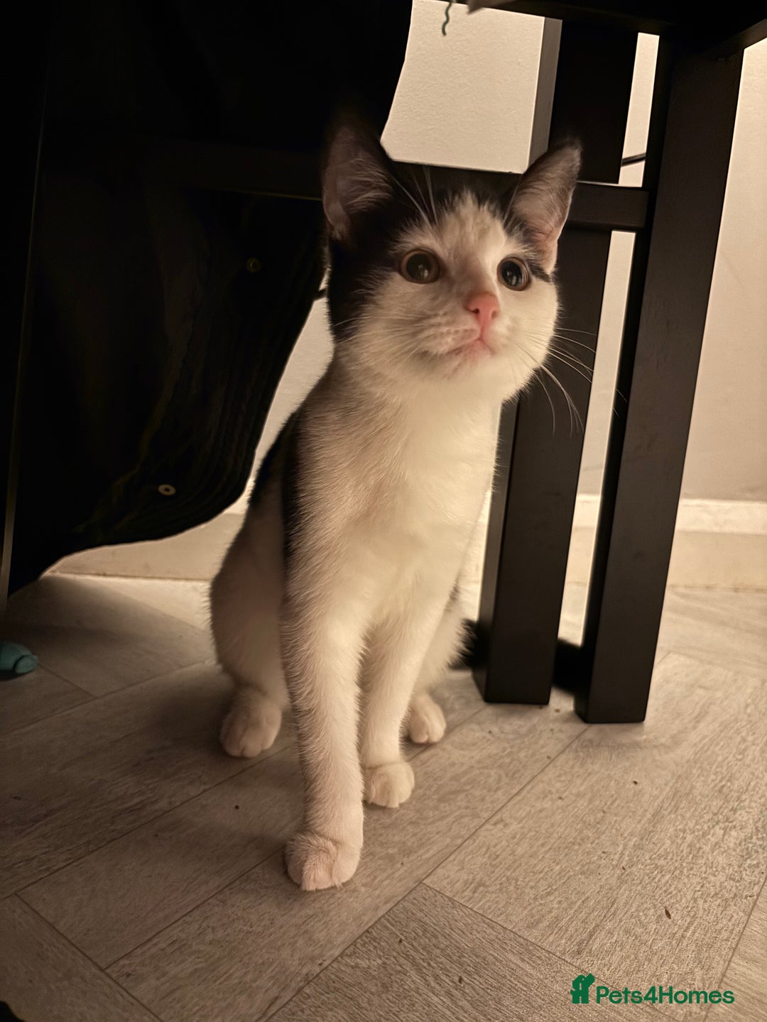 British Shorthair cats for sale: Kitten for sale  - Advert 4