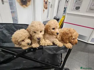 Toy Poodle dogs Beautiful Boy Toy Poodle - Advert 1