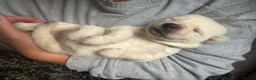 Labrador Retriever dogs for sale: Maggies beautiful babies confirmed - Advert 8
