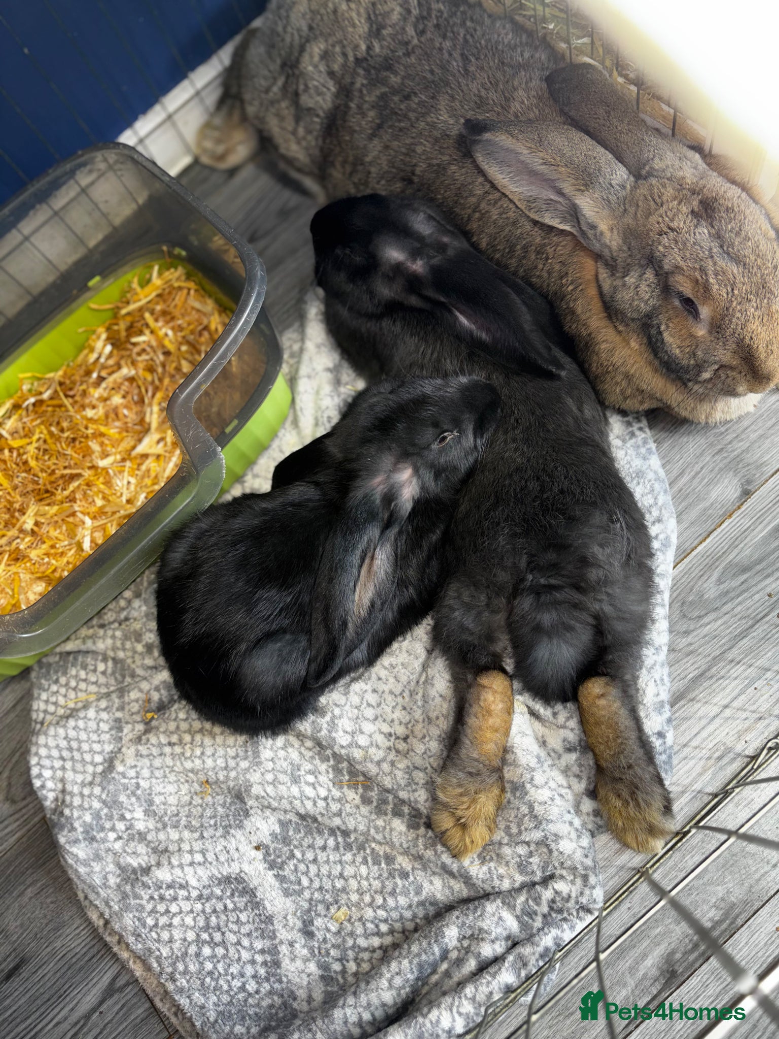 Continental Giant rabbits 3LEFT GERMAN GIANTS(continentals)  - Advert 3