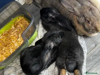 Continental Giant rabbits 3LEFT GERMAN GIANTS(continentals) - Advert 3