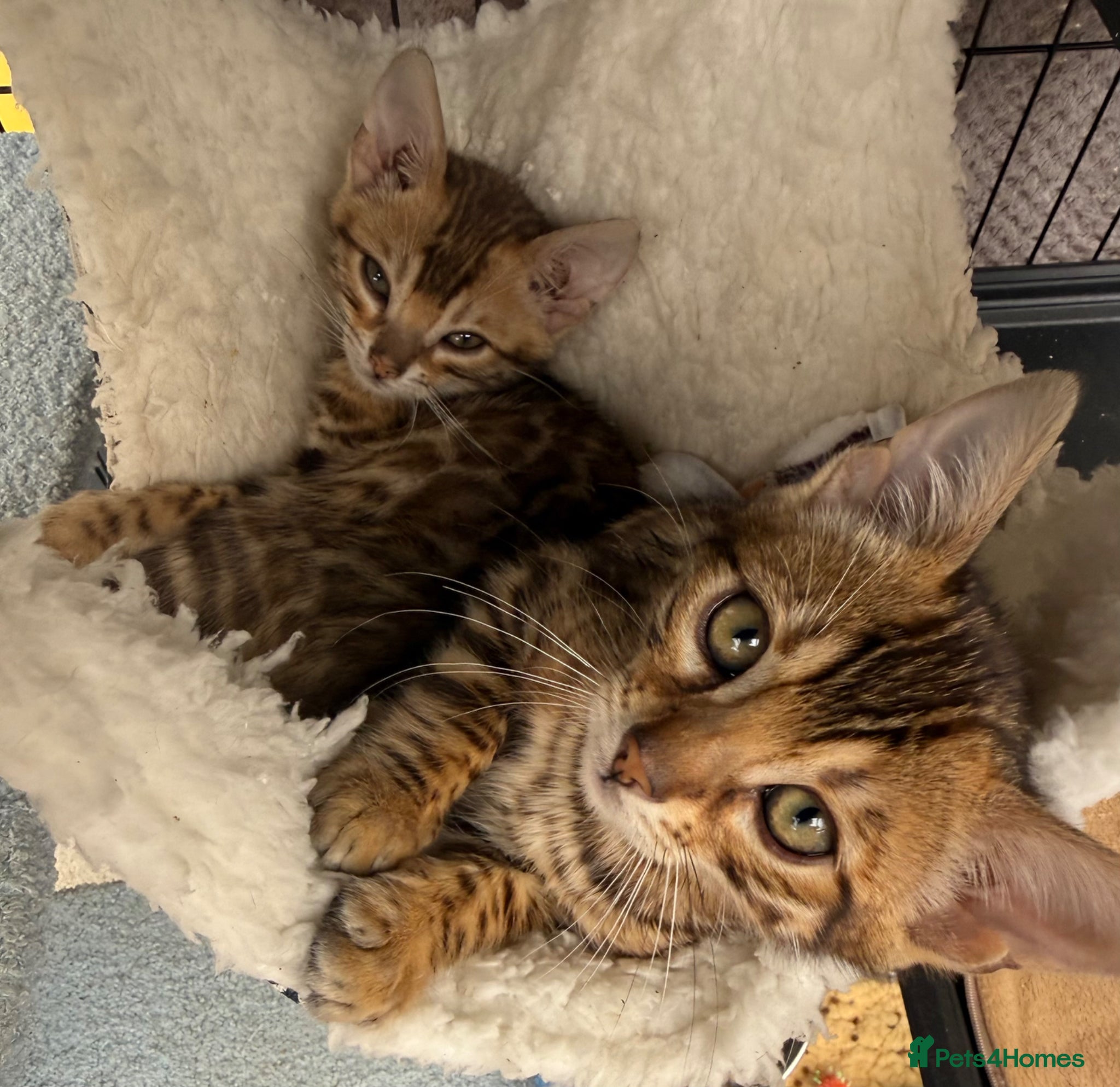 Bengal cats TICA 🐆 Health Tested Pedigree Bengal Kittens 🐾l  - Advert 4