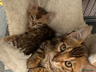 Bengal cats TICA 🐆 Health Tested Pedigree Bengal Kittens 🐾l - Advert 4