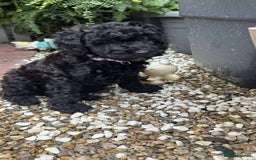 Toy Poodle dogs for sale: Adorable toy poodles, 1 boy left,  READY TO GO - Image 20