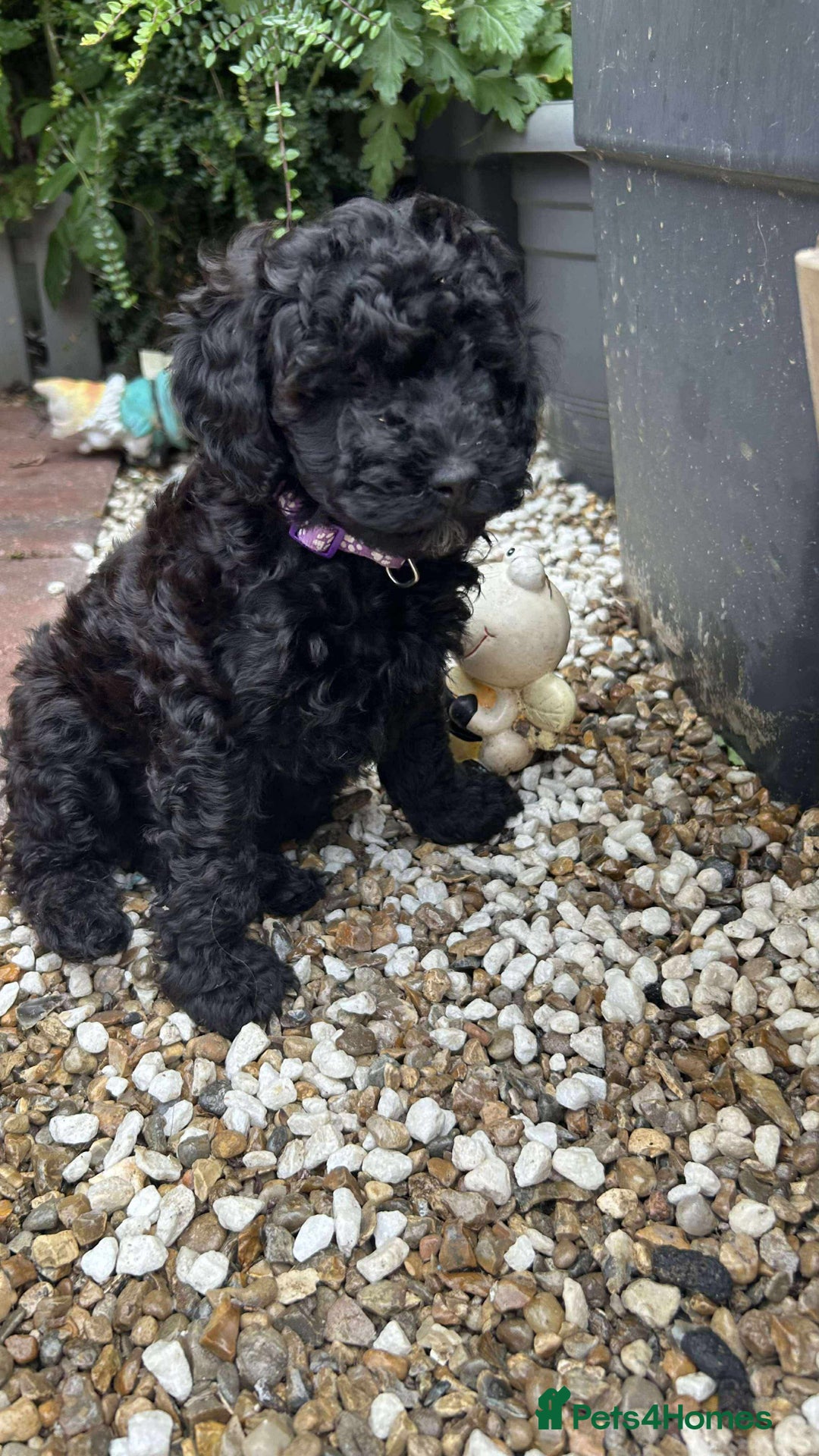 Toy Poodle dogs for sale: Adorable toy poodles, 1 boy left,  READY TO GO - Image 20
