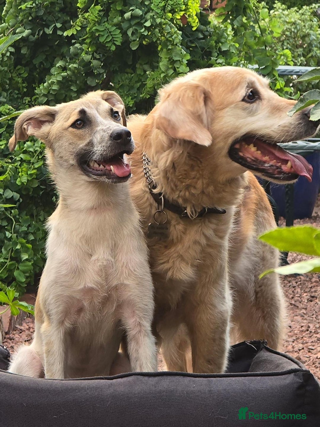 Mixed Breed dogs for adoption: Pumpkin  8 month old Macedonian rescue  - Image 2