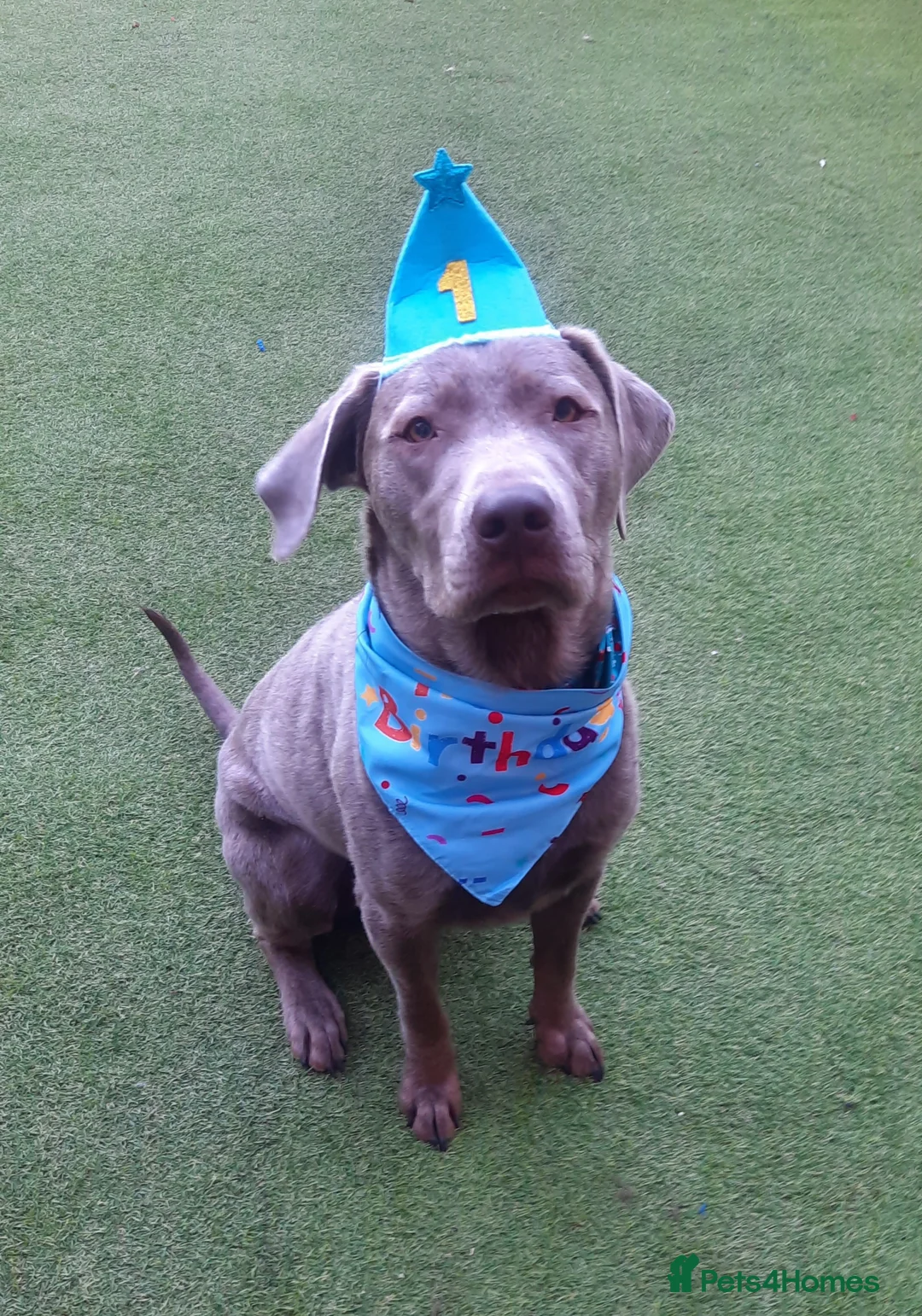 Labrador Retriever dogs for stud: Stud only, stunning silver labrador  - Advert 4