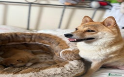 Japanese Shiba Inu dogs for sale: 🧡🦊 Beautiful K.C Shiba Inu Puppies Ready Soon - Image 16
