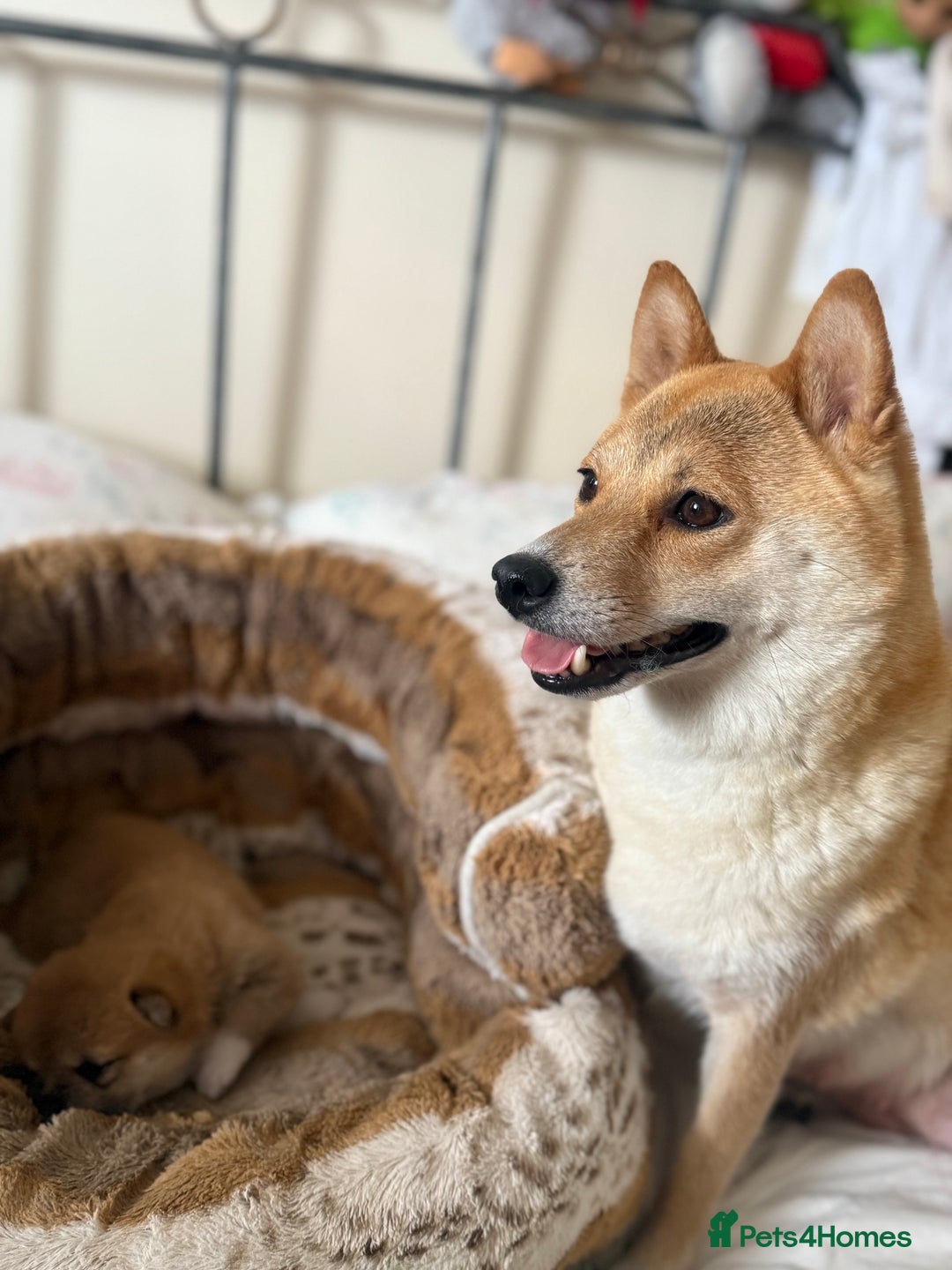 Japanese Shiba Inu dogs for sale: 🧡🦊 Beautiful K.C Shiba Inu Puppies Ready Soon - Image 16