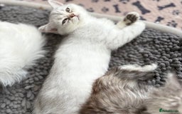 Persian cats for sale: Outstanding litter of Persian x kittens,  - Image 23