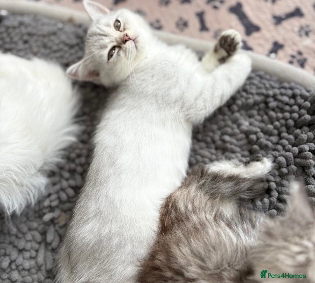 Persian cats for sale: Outstanding litter of Persian x kittens,  - Image 23