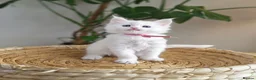 Maine Coon cats for sale: Exceptional Russian Line Maine coons - Advert 6