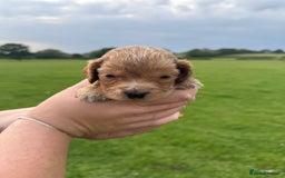 Cockapoo dogs for sale: Cockapoo puppies F1 READY TO LEAVE 🏡🥰 in Leicester - Image 19