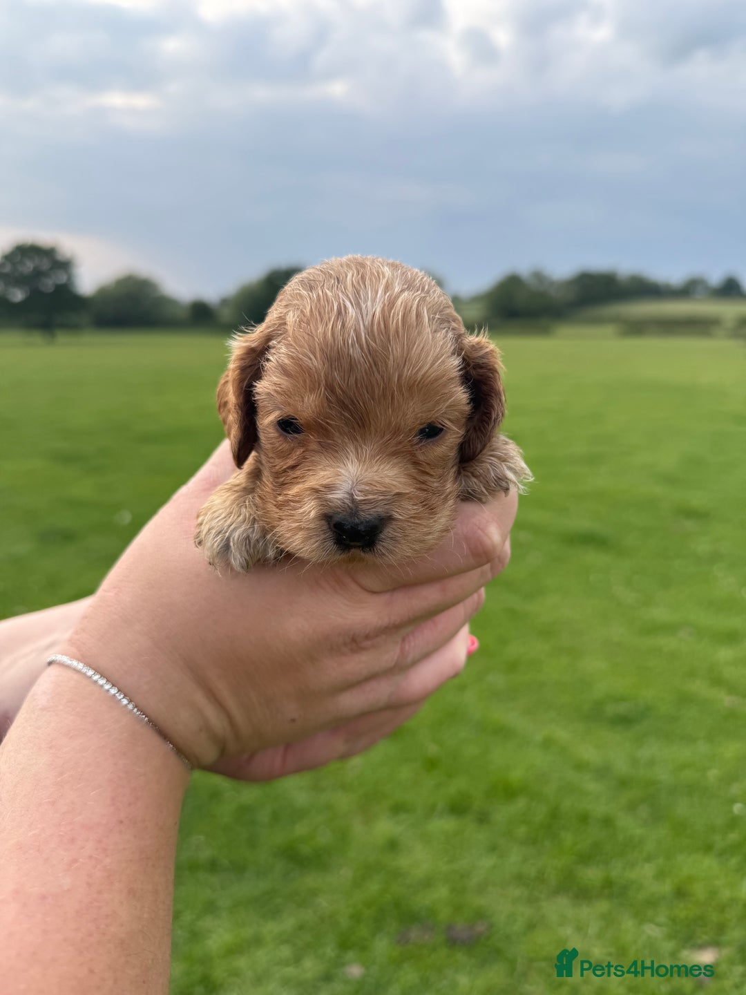 Cockapoo dogs for sale: Cockapoo puppies F1 READY TO LEAVE 🏡🥰 in Leicester - Image 19