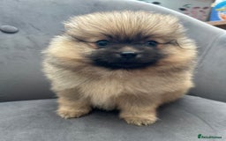 Pomeranian dogs for sale: Pomeranian puppies - Advert 21