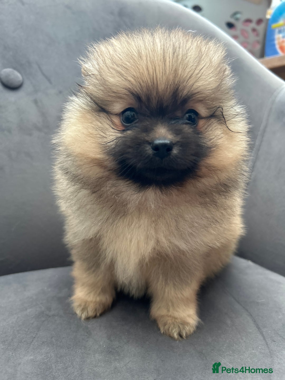 Pomeranian dogs for sale: Pomeranian puppies - Advert 21