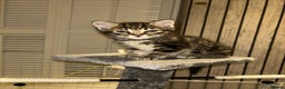 European cats for sale: 6 beautiful tabby/black kittens for sale! - Advert 5