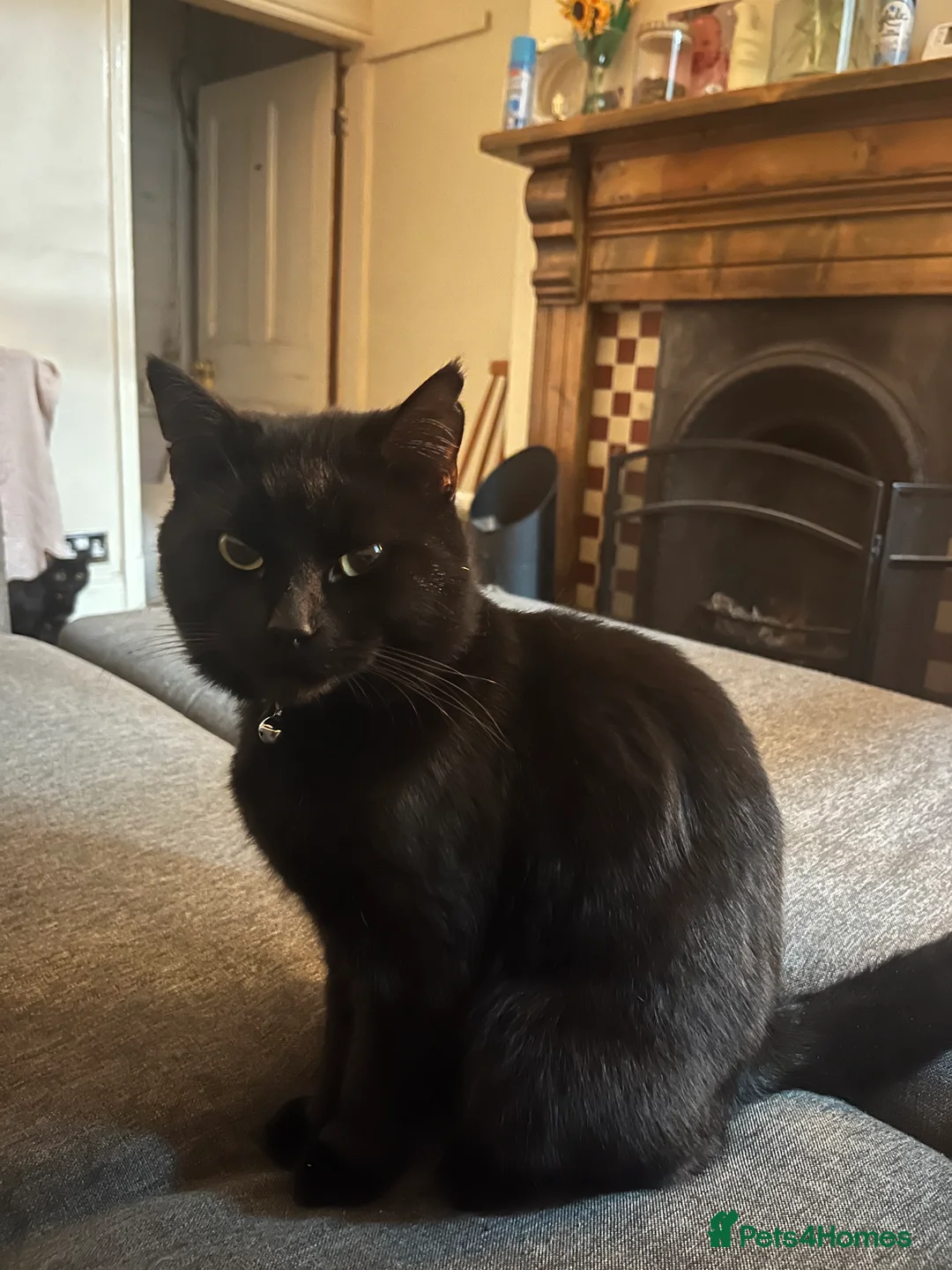 Domestic Shorthair cats for sale: Urgent sale - Advert 2