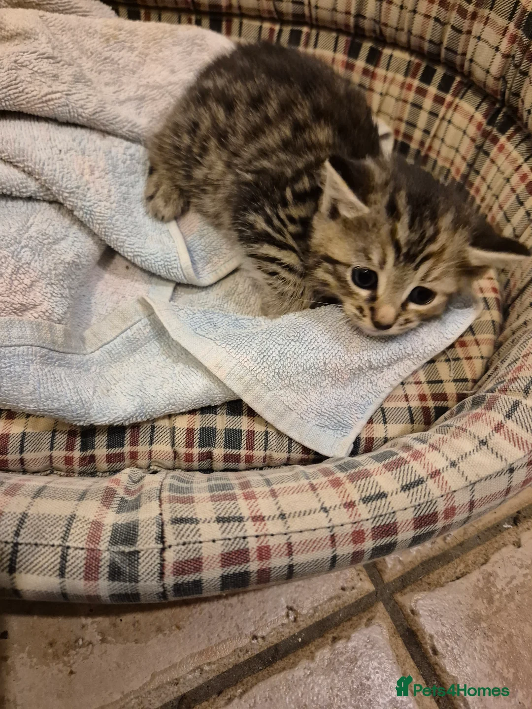 Mixed Breed cats for sale: Kittens for sale  in Nottingham - Advert 2