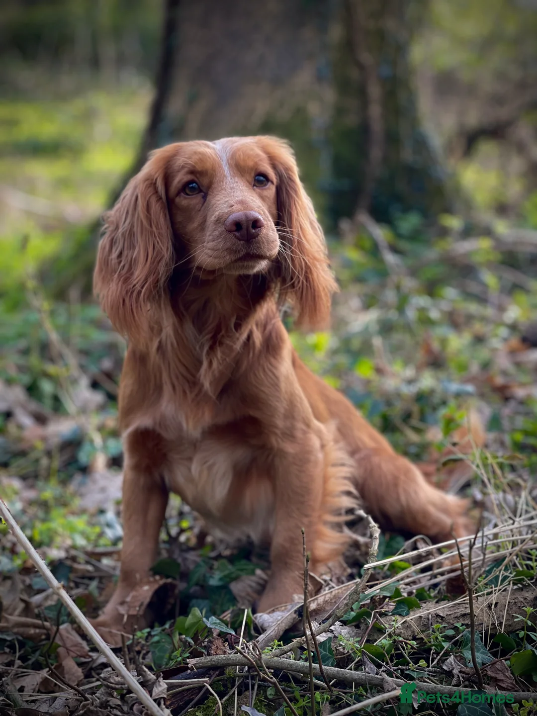 Cocker Spaniel dogs for stud: Golden cocker stud in Crediton - Advert 8