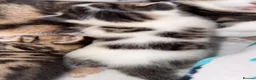 Mixed Breed cats for sale: beautiful male kittens looking for a forever home  - Advert 5