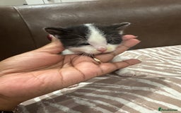 British Shorthair cats for sale: British Shorthair Kittens – Black & White & Beige - Image 11