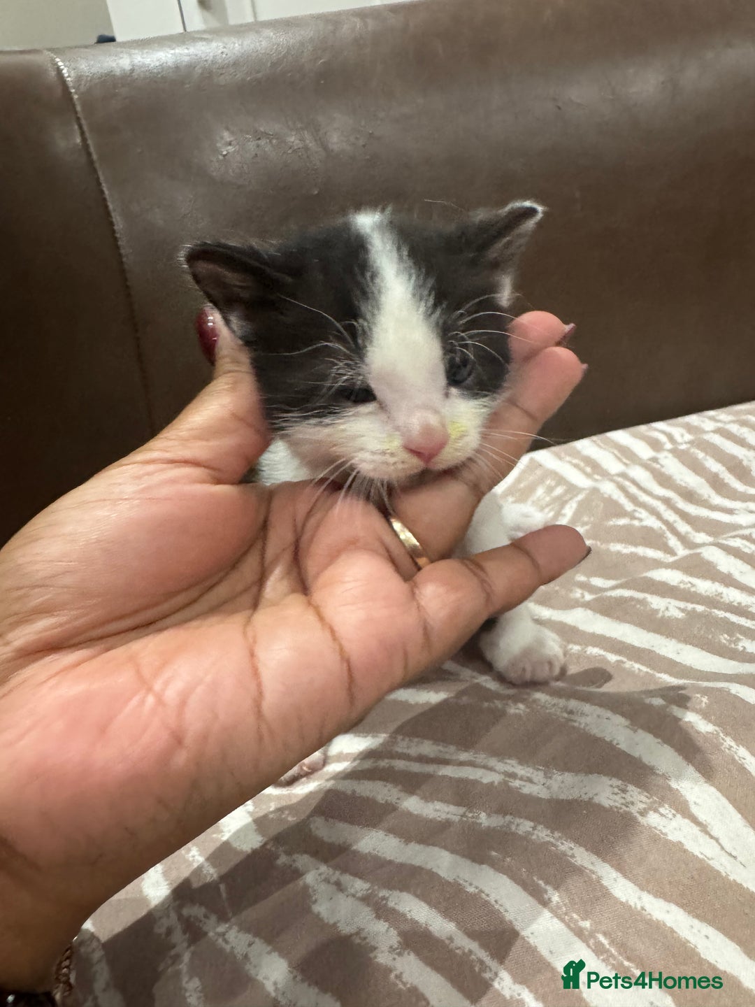 British Shorthair cats for sale: British Shorthair Kittens – Black & White & Beige - Image 11