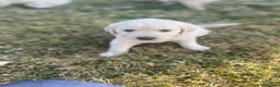 Golden Retriever dogs for sale: KC Registered Golden Retriever Puppies - Advert 10