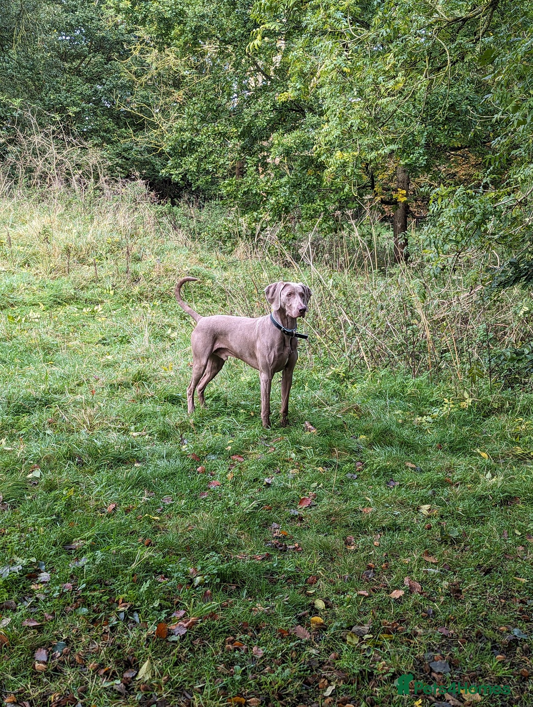 Weimaraner dogs for stud: Dog For Breeding  - Advert 9
