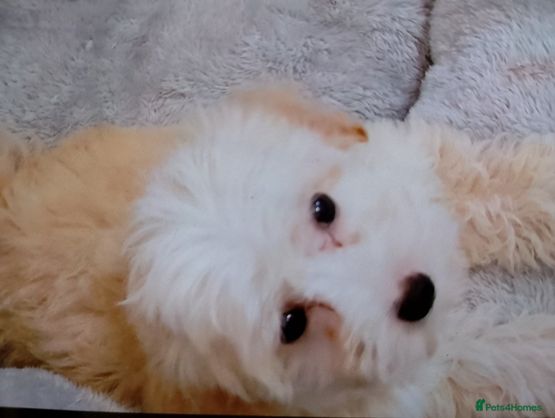 Maltipoo dogs for sale: Maltipoo puppies boy and girl available  - Image 30