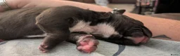 American Bully dogs for sale: Incredible Pocket Bully pups - Advert 10